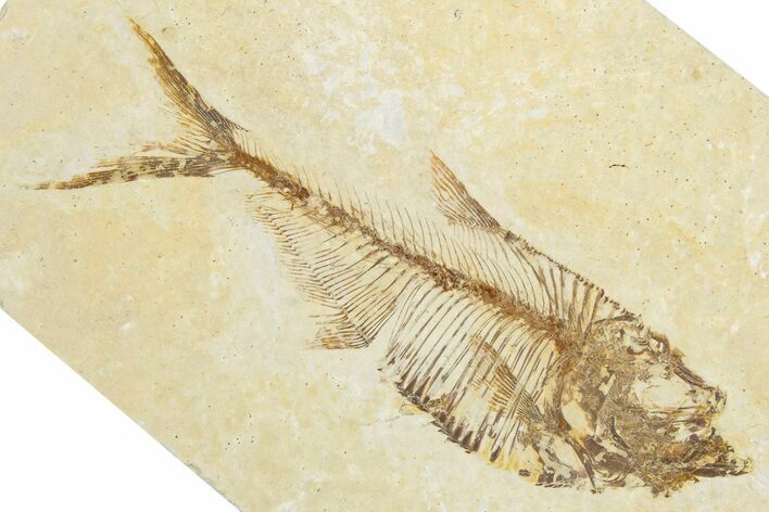 Detailed Fossil Fish (Diplomystus) - Wyoming #345462